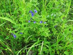 Scutellaria strigillosa