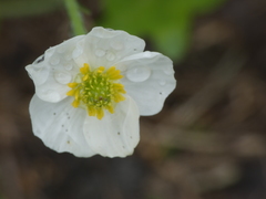 Ranunculus kuepferi