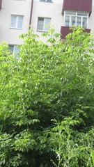 Acer negundo