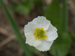 Ranunculus kuepferi