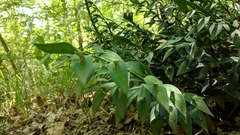 Ruscus hypoglossum