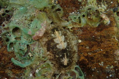 Acanthochitona
