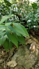 Ruscus hypoglossum