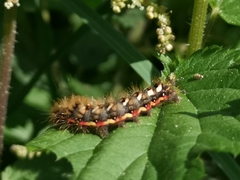Acronicta rumicis