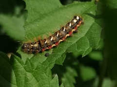 Acronicta rumicis