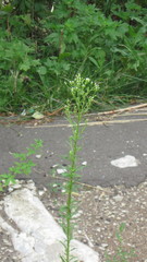 Erigeron canadensis