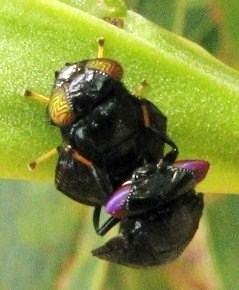 Asyntona paradoxa
