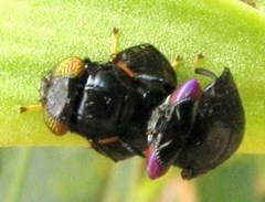 Scholastinae