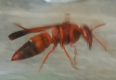 Rhynchium oculatum
