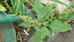 Amaranthus retroflexus