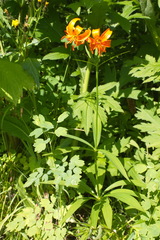 Lilium debile
