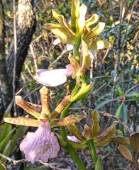 Zygopetalum