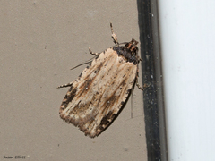 Agonopterix atrodorsella