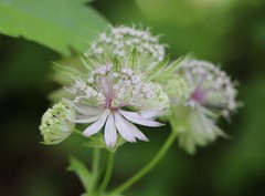 Astrantia major