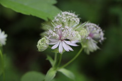 Astrantia major