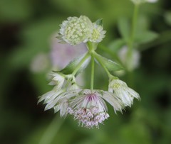 Astrantia major