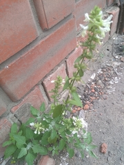 Stachys annua