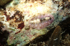 Acanthochitona