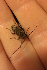 Astyleiopus variegatus