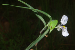 Commelina modesta