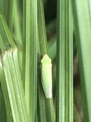 Draeculacephala noveboracensis