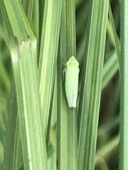 Draeculacephala noveboracensis