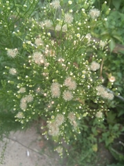 Erigeron canadensis