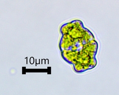 Desmidiaceae