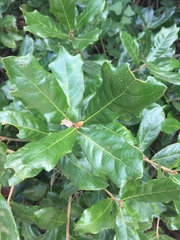 Quercus chapmanii image