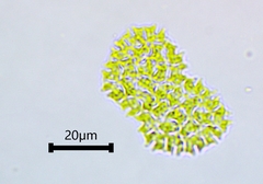 Hydrodictyaceae