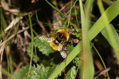 Bombus haematurus