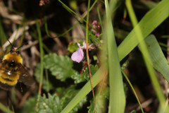 Bombus haematurus