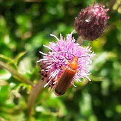 Rhagonycha fulva