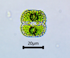 Cosmarium punctulatum