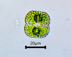 Cosmarium punctulatum