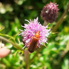 Rhagonycha fulva