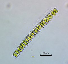 Sphaerozosma filiforme