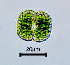 Cosmarium punctulatum
