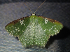 Eucyclodes albisparsa