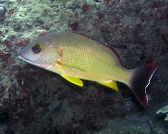 Blacktail Snapper photo 2