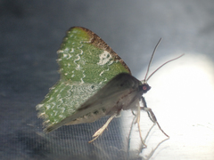 Eucyclodes albisparsa