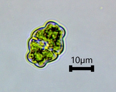 Desmidiaceae