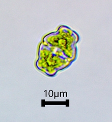 Desmidiaceae
