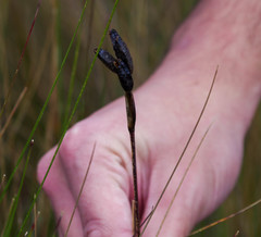 Sisyrinchium jamesonii