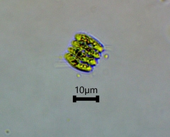Scenedesmaceae