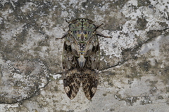 Platypleura kaempferi