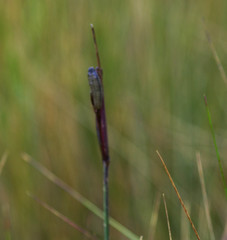 Sisyrinchium jamesonii