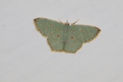 Comostola subtiliaria