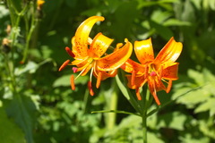 Lilium debile