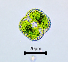 Cosmarium punctulatum